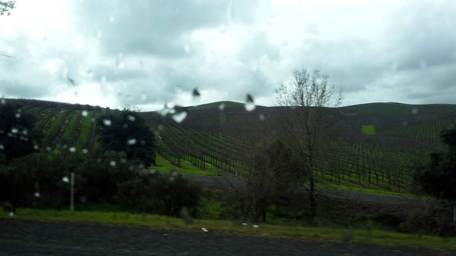 rain-vineyards