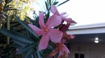 Oleander