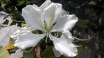 White Tree Flower&nbsp;1