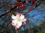Flowering Cherry