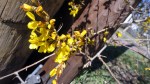 Forsythia