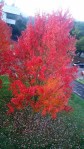 Fall Foliage 2
