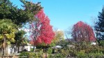 Fall Foliage 4
