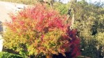 Fall Foliage 5