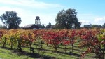 Fall Foliage –&nbsp;Vineyards