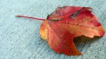 Autumn Leaf
