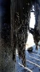 Barnacles on the&nbsp;Pier