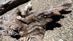 Driftwood – China&nbsp;Camp