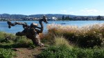 Lake Merrit Gnarly&nbsp;Tree