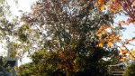 1710 Skaneateles foliage&nbsp;1