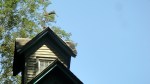 1808 Waterloo Village&nbsp;Weathervane