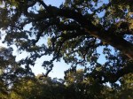 Live Oak 1