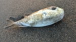 beached fish 1
