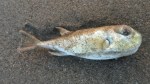 beached fish 2