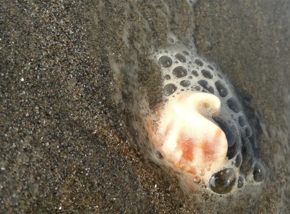 bubbly shell fragment