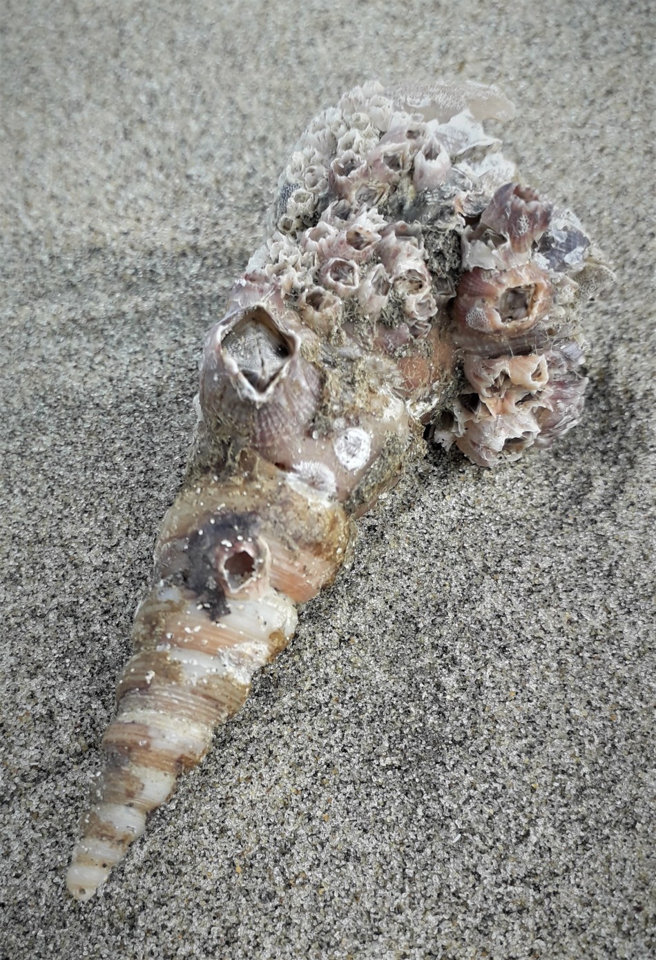 cox's beach barnacled whelk