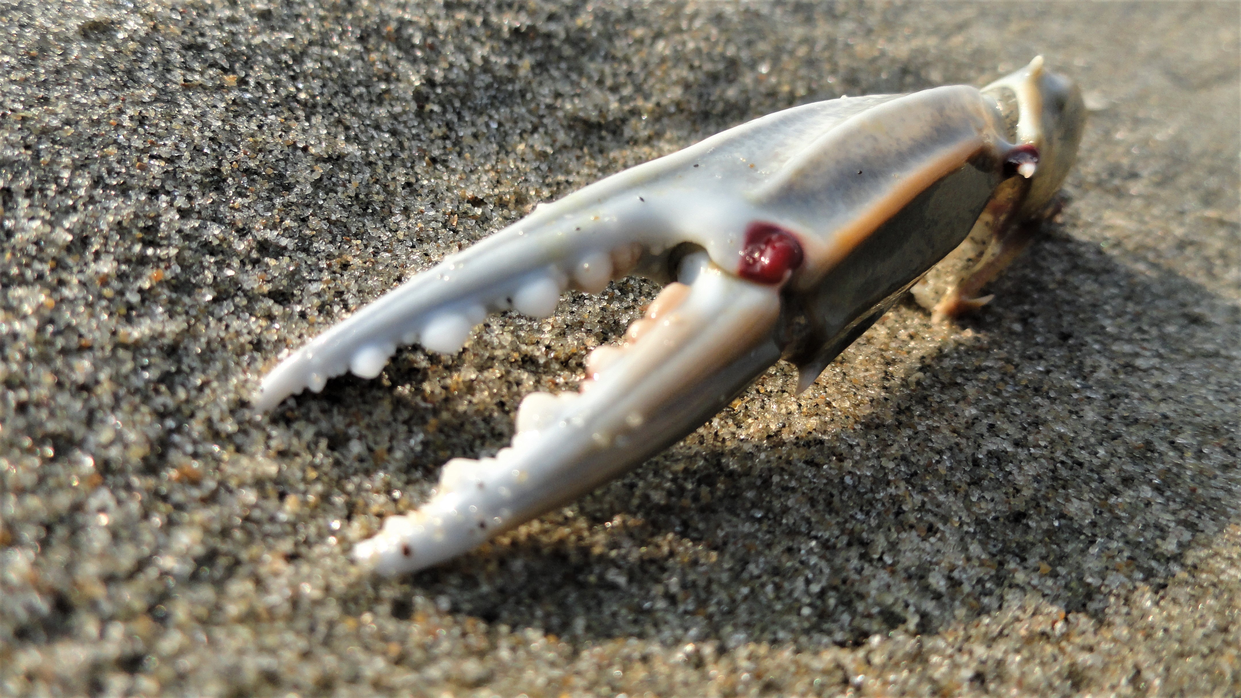 cox's beach crab claw