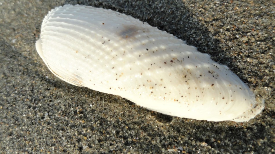 cox's beach nubby shell