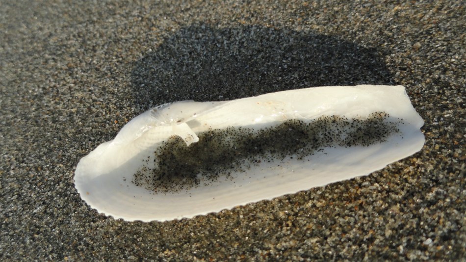 cox's beach sandy shell