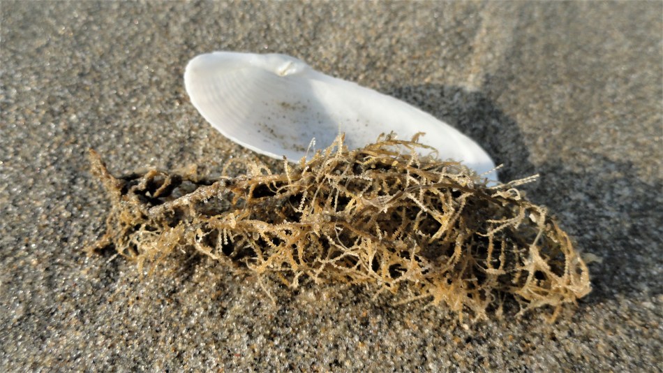 cox's beach seaweed &amp; seashell