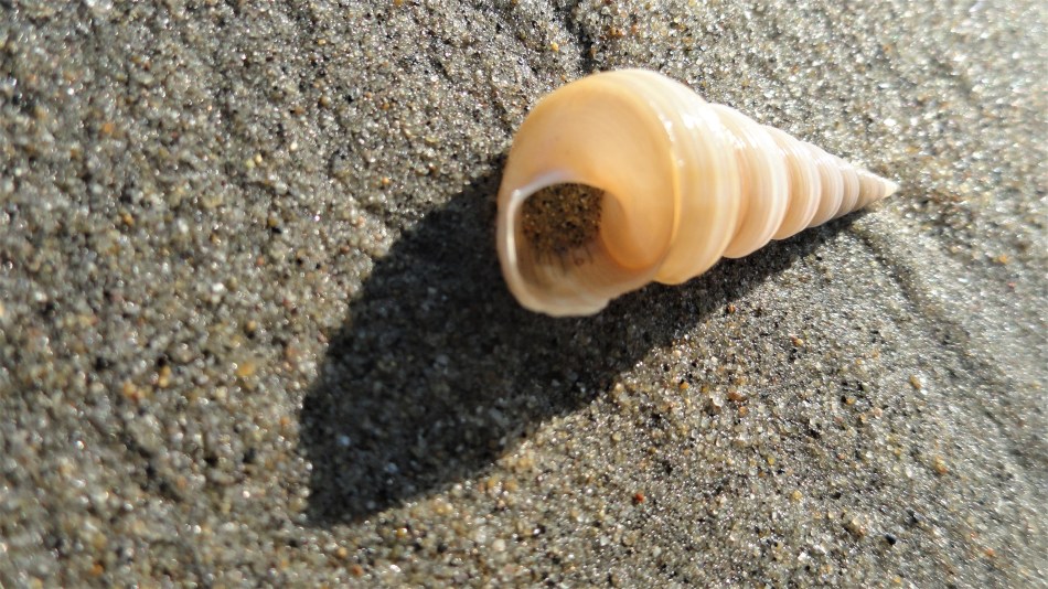 cox's beach shell & shadow