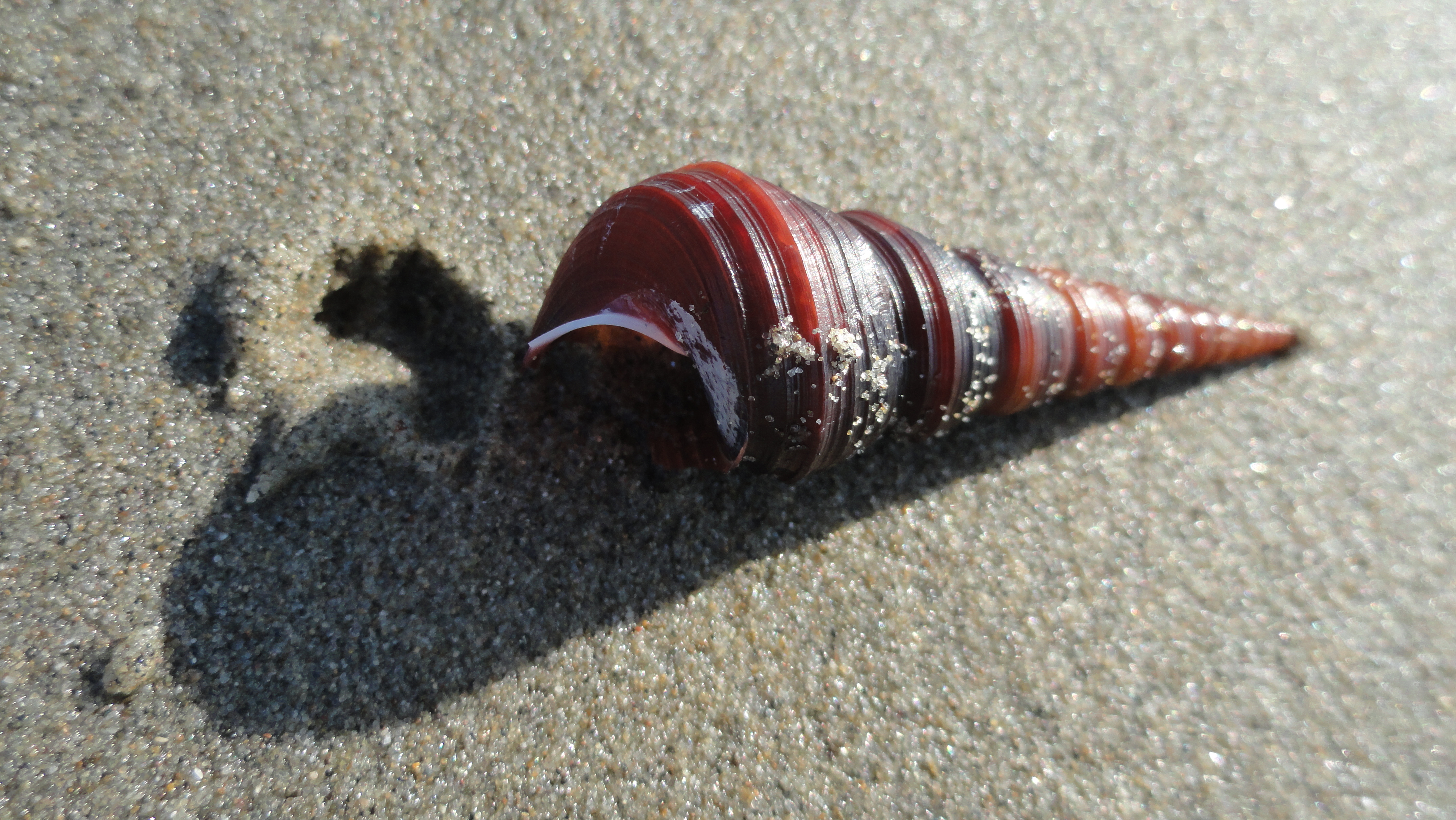 cox's beach shell & shellprint