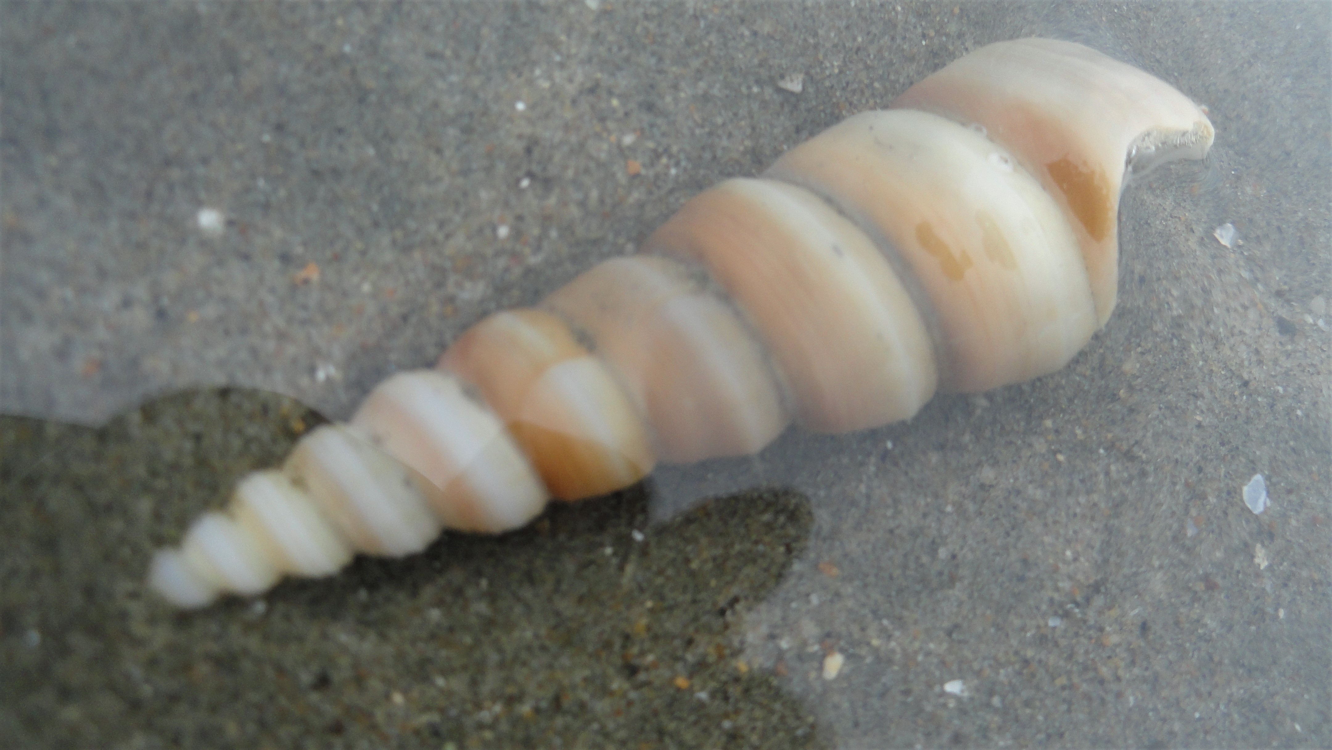 Cox's Beach Watery Whelk.JPG