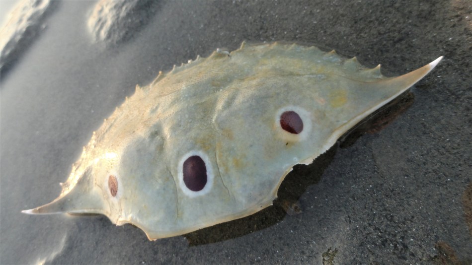 crab shell - fake eyes