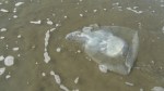 dead jellyfish 1