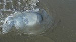 dead jellyfish 2