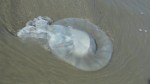 dead jellyfish 4