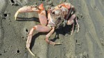 deadcrab