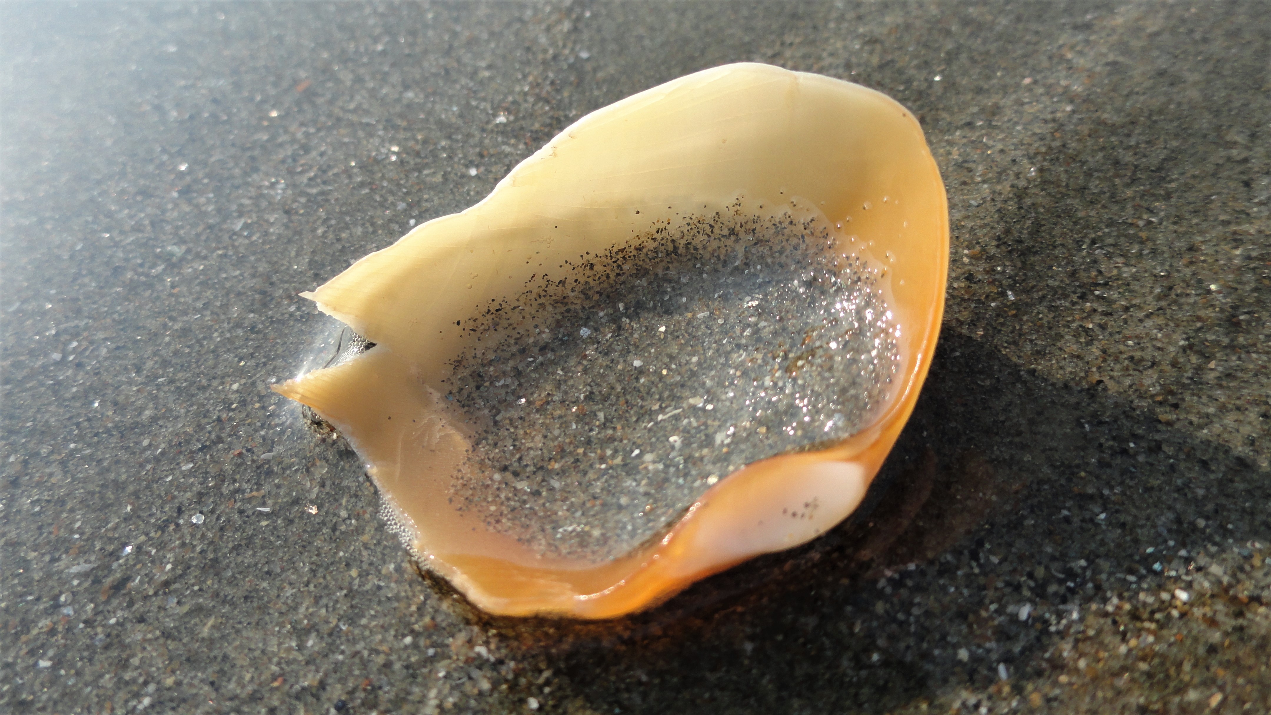 DSC08386 adjusted.jpg