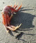 ex-crab