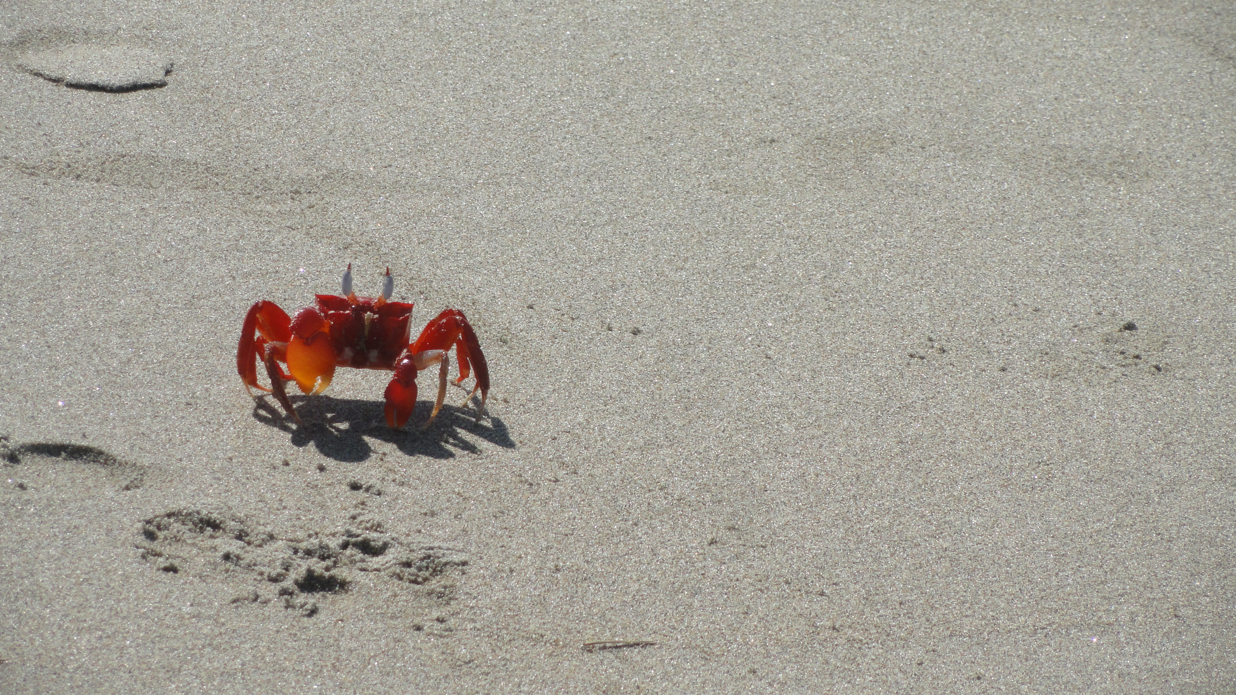 sandcrab26footprints