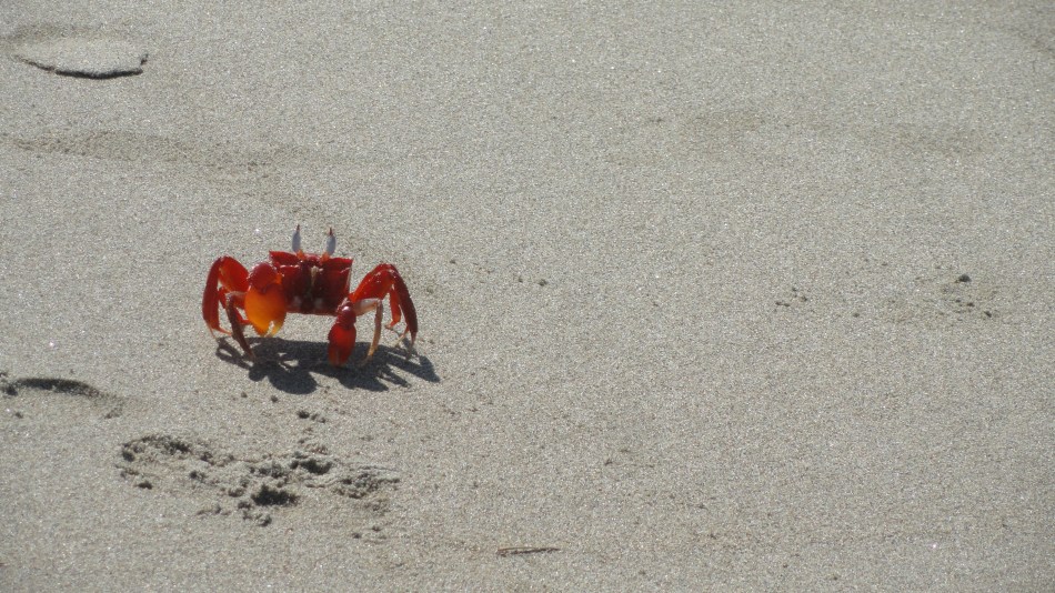 sandcrab26footprints