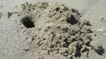 sandcrabburrow
