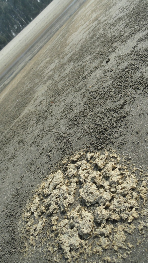 tidal foam &amp; sand colonies