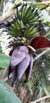 181220 Ukhiya Banana&nbsp;Flower