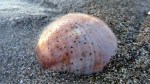 Mottled Shell