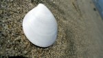 White Shell in&nbsp;Sand
