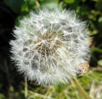 Dandelion Seeds