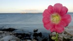 Flower & Sea