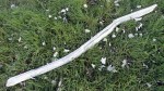 Stick in the&nbsp;Grass