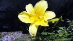 Yellow Daylily