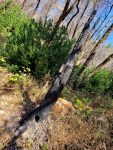 191005 Gunsight Rock Trail Burnt&nbsp;Sapling