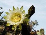191019 Cactus Blossom