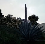 190504 Century Plant in&nbsp;Bernal
