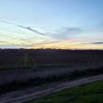 Sunset Balleto Vineyard at Laguna de&nbsp;SR