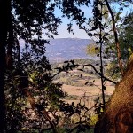 20200217 Umbrella Tree View&nbsp;East